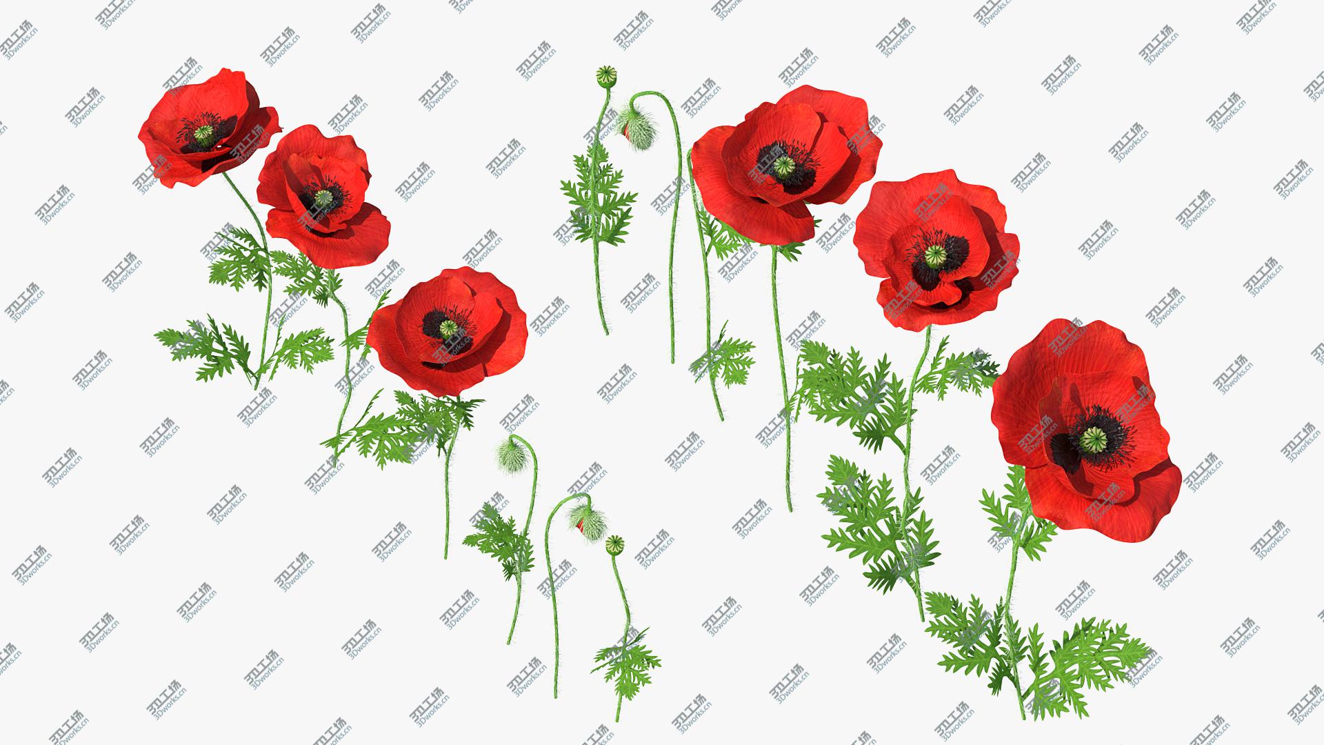images/goods_img/2021040234/3D Stages of Poppy Flower Growth model/1.jpg